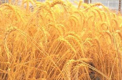 مزارع القمح