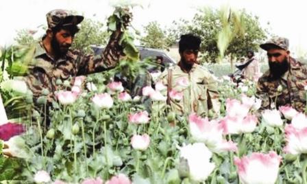 زراعة الأفيون في أفغانستان