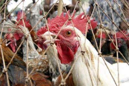 دجاج يعرض في احد اسواق داكا