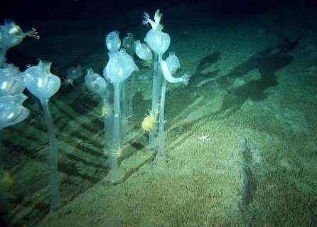كائنات بحرية تعرف باسم الزقيات في مياه القطب الجنوبي على عمق 220متراً