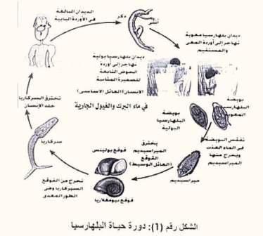 دودة حياة البلهارسيا