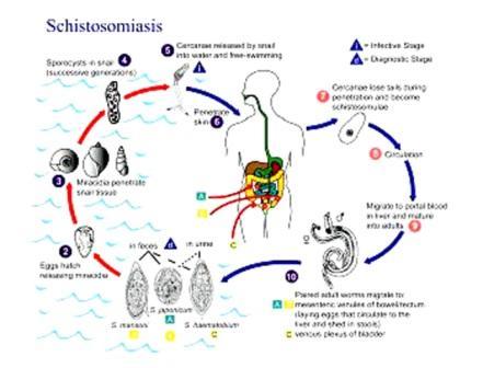 دورة البلهارسيا واثرها على الانسان