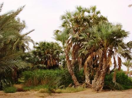 مجموعات من الاشجار النادرة في المحمية