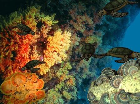 بيئة البحر تشتهر بالشعاب المرجانية