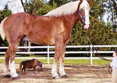 أقصر  وأطول حصانين  في  العالم