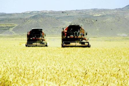 زراعة الحبوب في اليمن