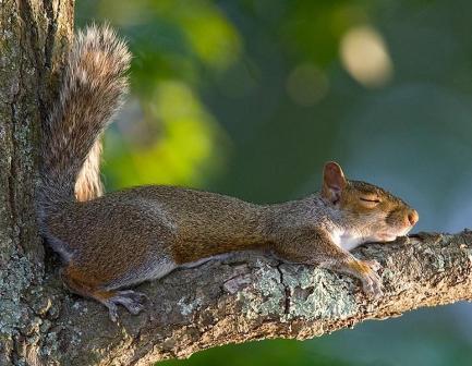 سنجاب يأخذ قيلولة