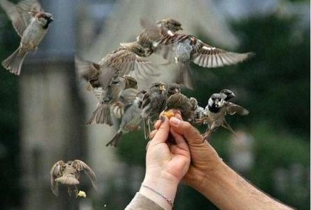 صورة رائعة لتجمع من الطيور تتهافت على الطعام