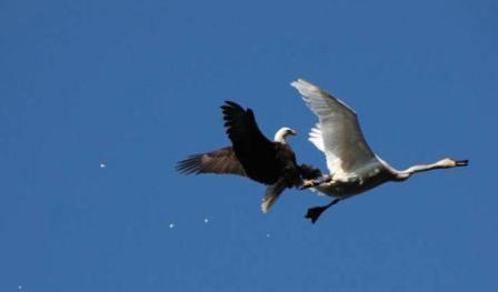 صراع في الهواء