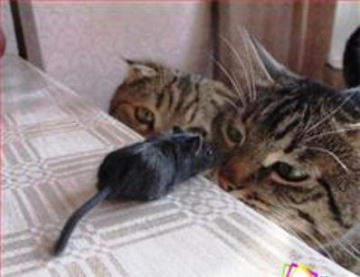 هل تحول الفأر إلى لعبة عند القطط!!