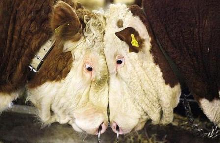 تحدي الأبقار