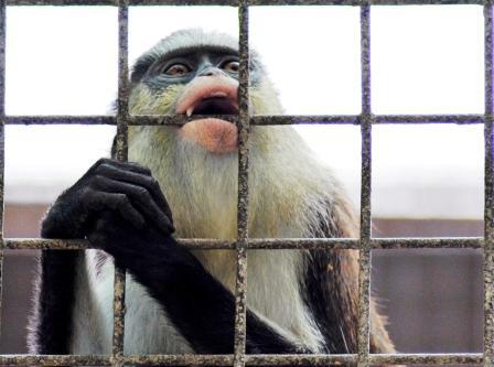 الحرية غاية لكل الكائنات الحية