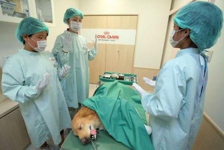 التدريب على الطب البيطري في مدينة الأطفال في الصين