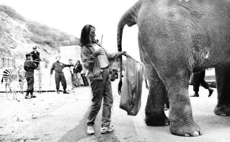 وظيفة تبرز الفيل