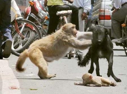 صور مؤثرة لأنثى القرد تدافع عن صغيرها بكل قواها !!.