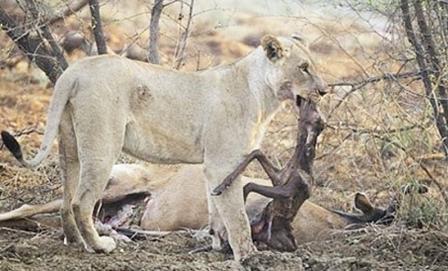 لبوة أخرجت المولود من بطن أمه الغزال بعد افتراسها