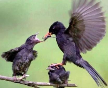 سبحان الله الواحد