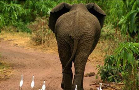 الفيل وأتباعه