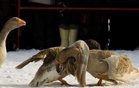 آخر صرعة .. شجار البط بعد شجار الثيران