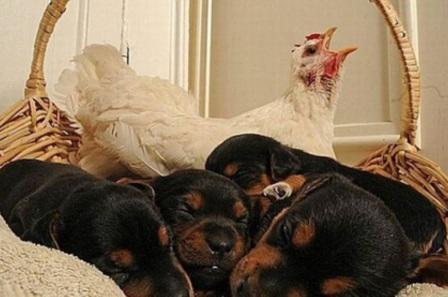 دجاجة (تعفش )على جراء