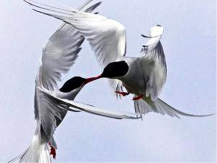 تمكن المصور لي دايفز في مشهد فريد من نوعه من التقاط صورة لطائرين يتعاركان على الطعام  فى الجو