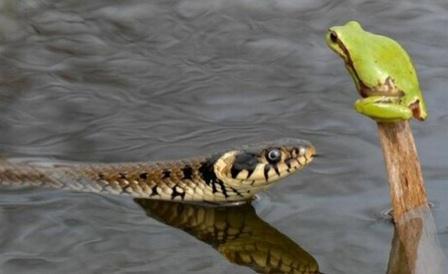 الأفاعي تحب التهام الضفادع ولكن هذه الأفعى يبدو أنها تكره ذلك