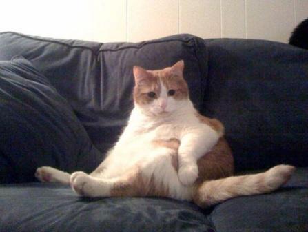 أسمن قطة في العالم