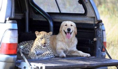 فهد مفترس معجب بصداقته مع الكلب