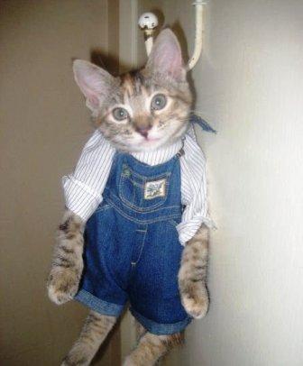 القطة على الحائط