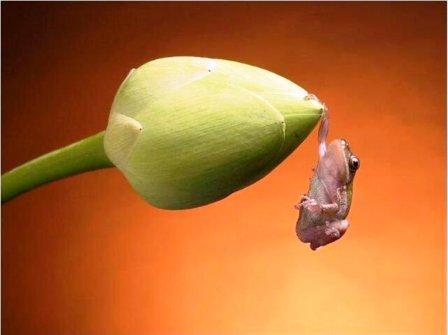 لقطة نادرة لضفدع يتسلق زهرة