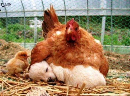 ماما أنا هنا !.