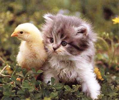 ‎الطفولة بريئة حتى بين الحيوانات