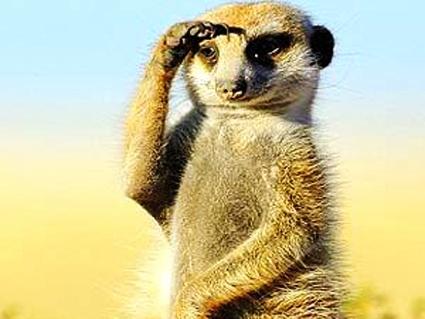 من حيوانات كلهاري