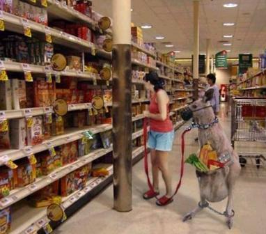 أفضل وسيلة لحمل الأغراض