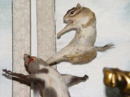 كاراتيه السناجب من نوع آخر