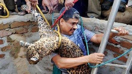 رجل ينقذ نمرا وقع في البئر بعد هطول أمطار غزيرة في الهند ‎