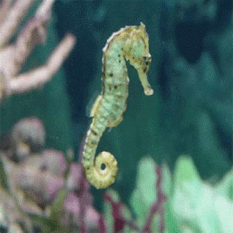 3 - فرس البحر  الحيوان الوحيد الذي يقوم الذكر فيه بالحمل والولادة.
